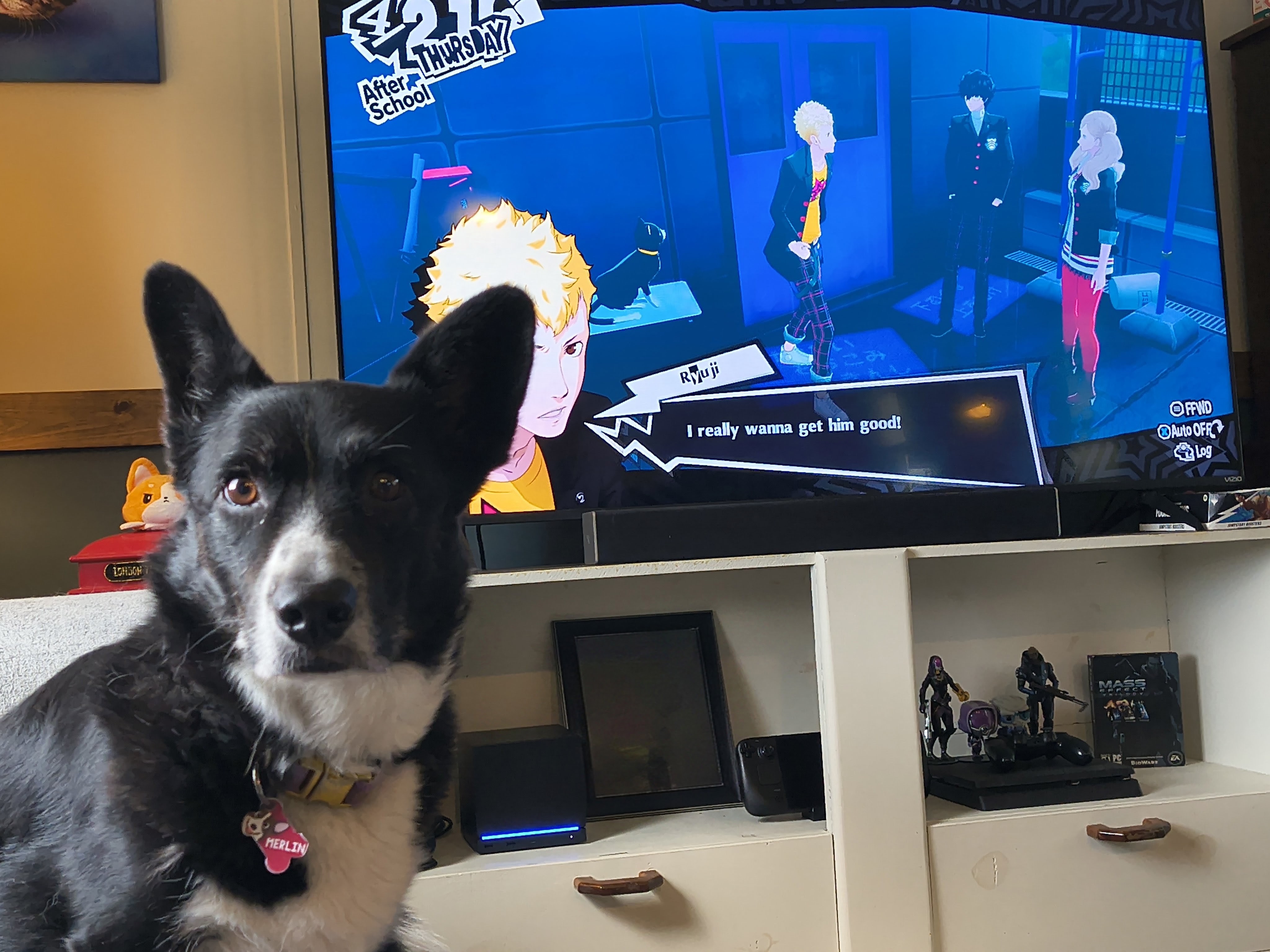 Corgi picture
