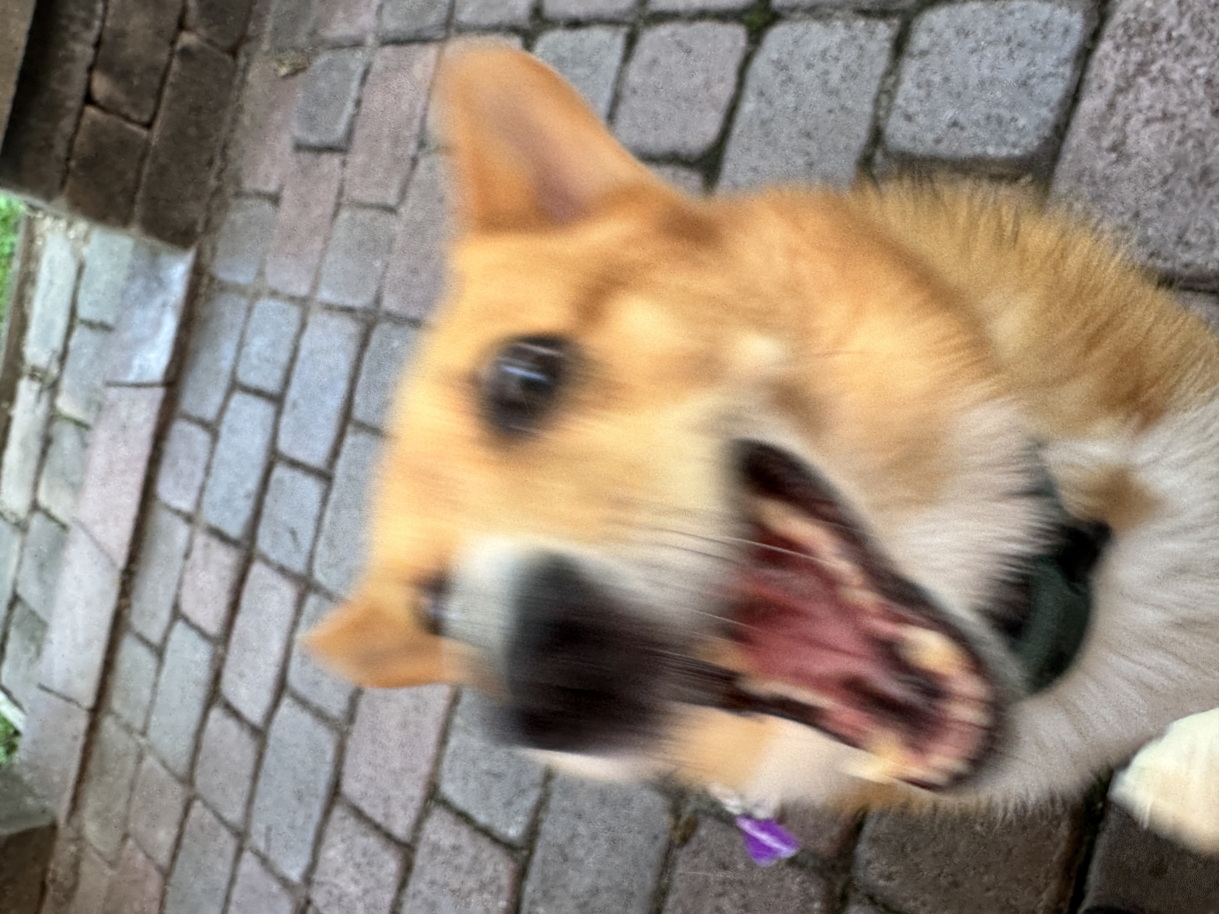 Corgi picture