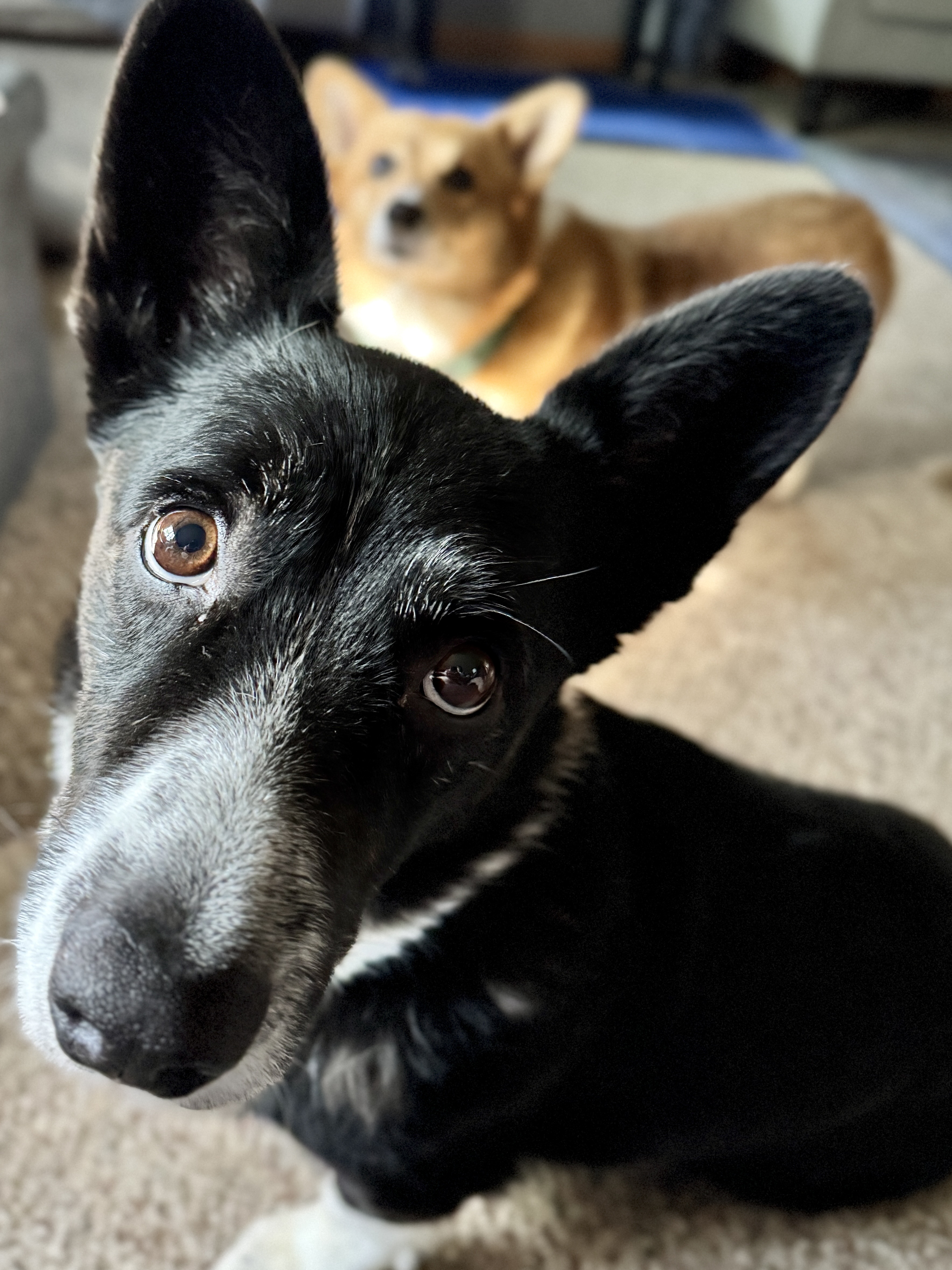 Corgi picture