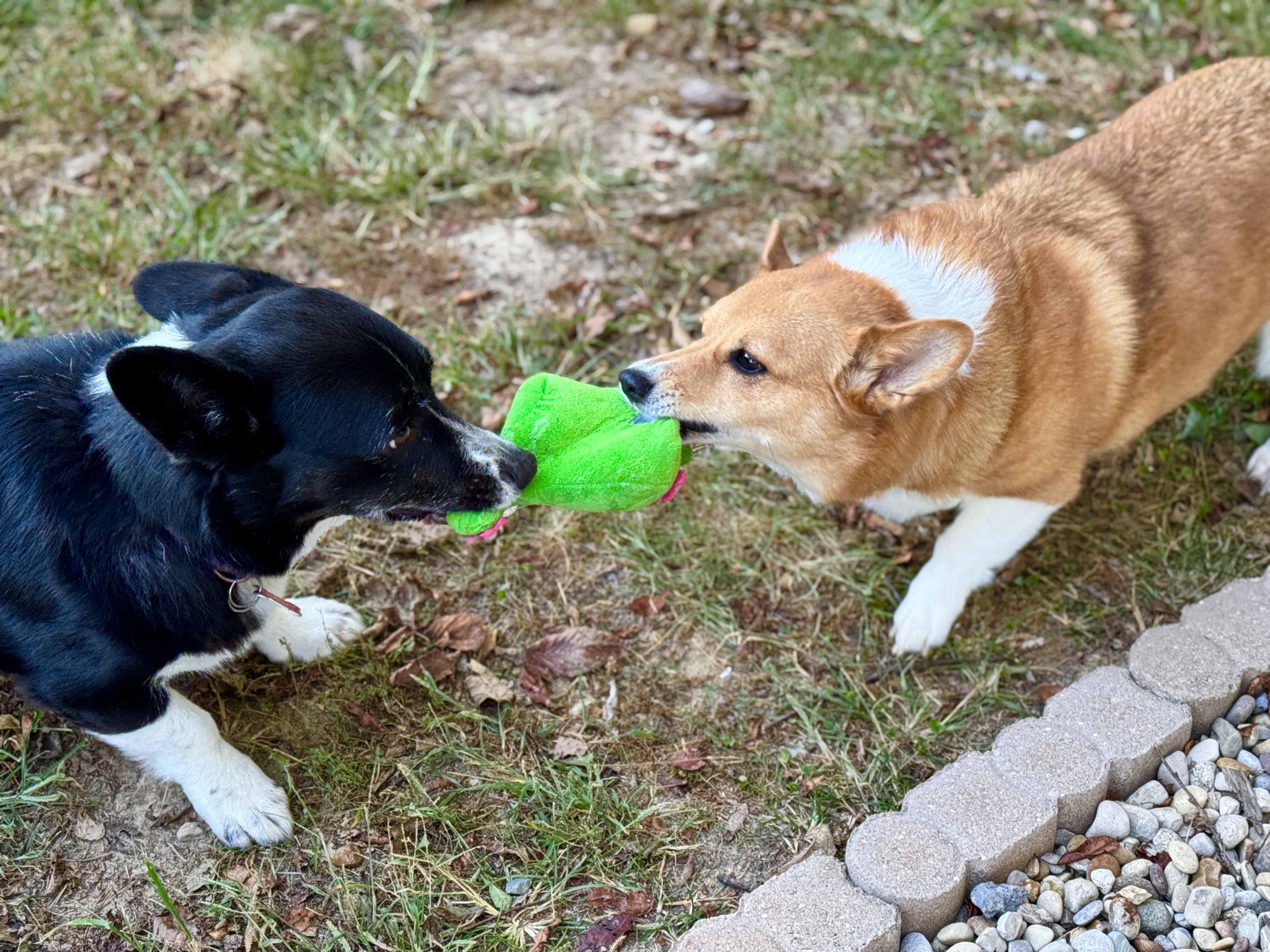 Corgi picture