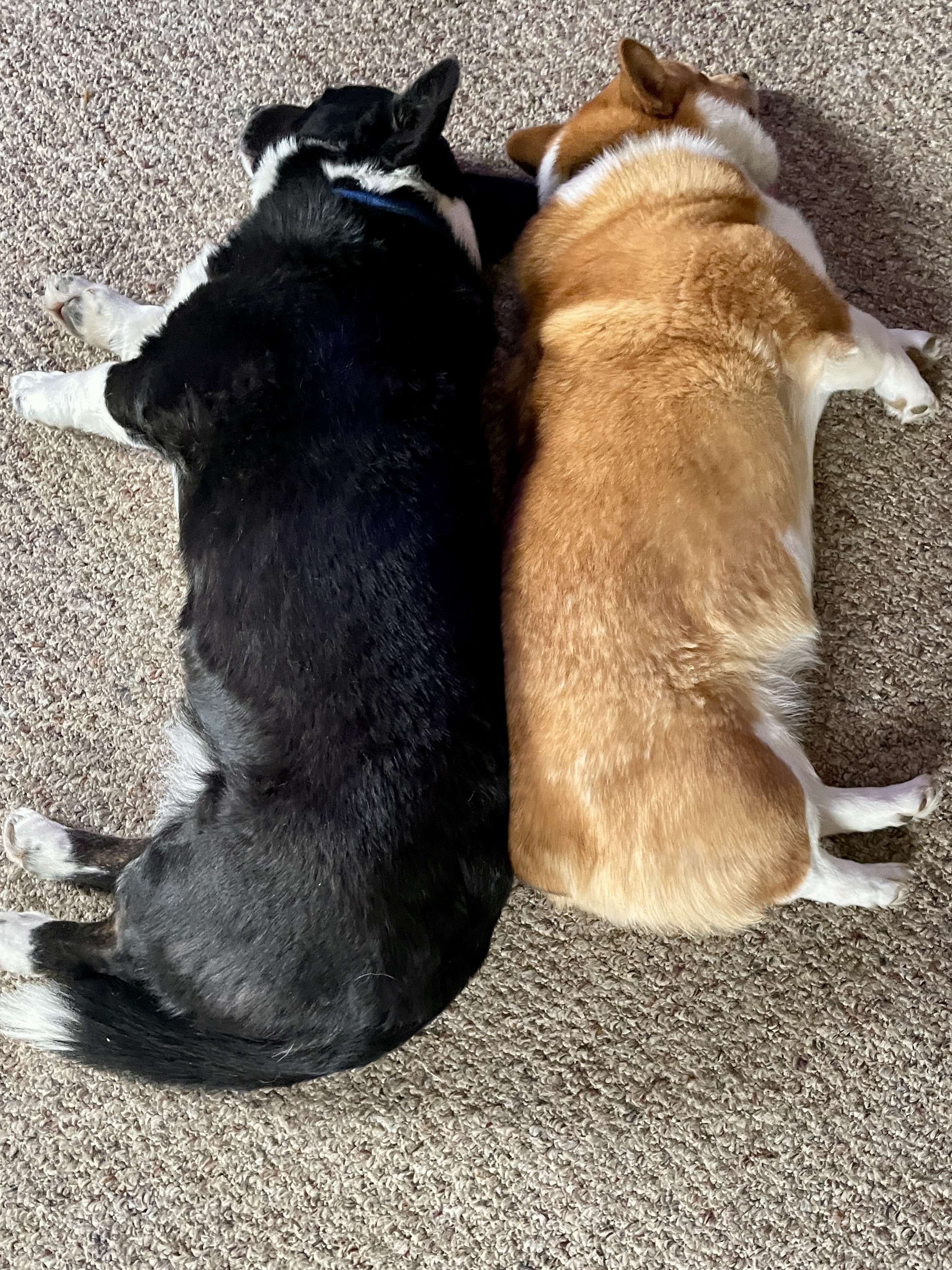 Corgi picture