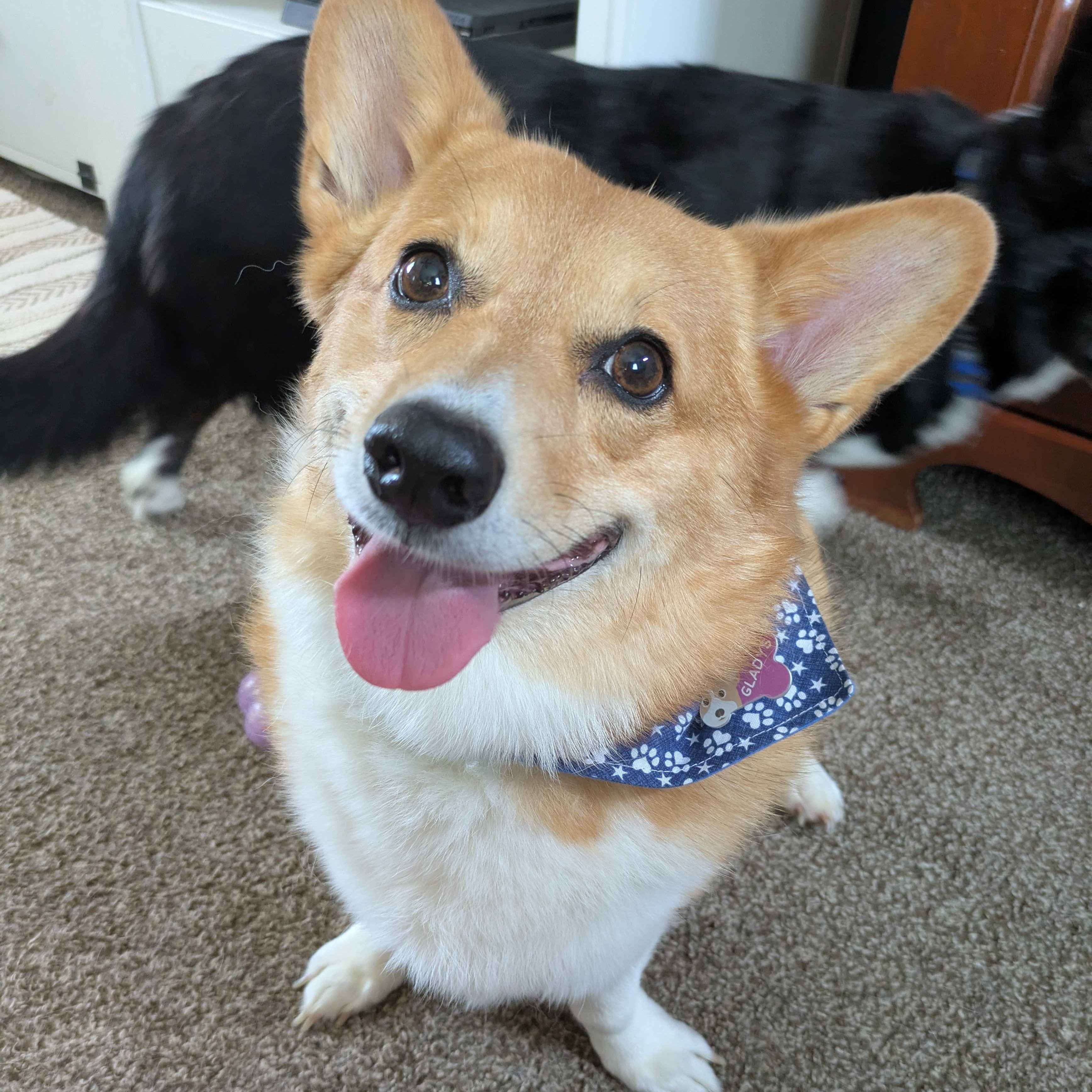 Corgi picture