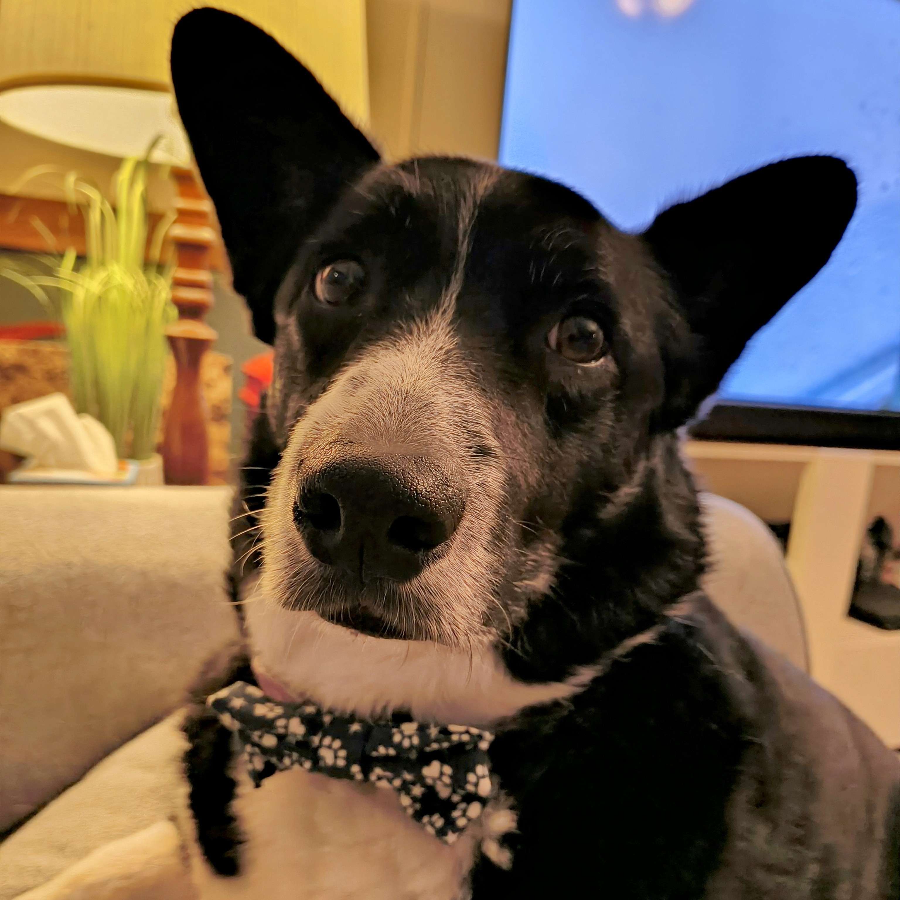 Corgi picture