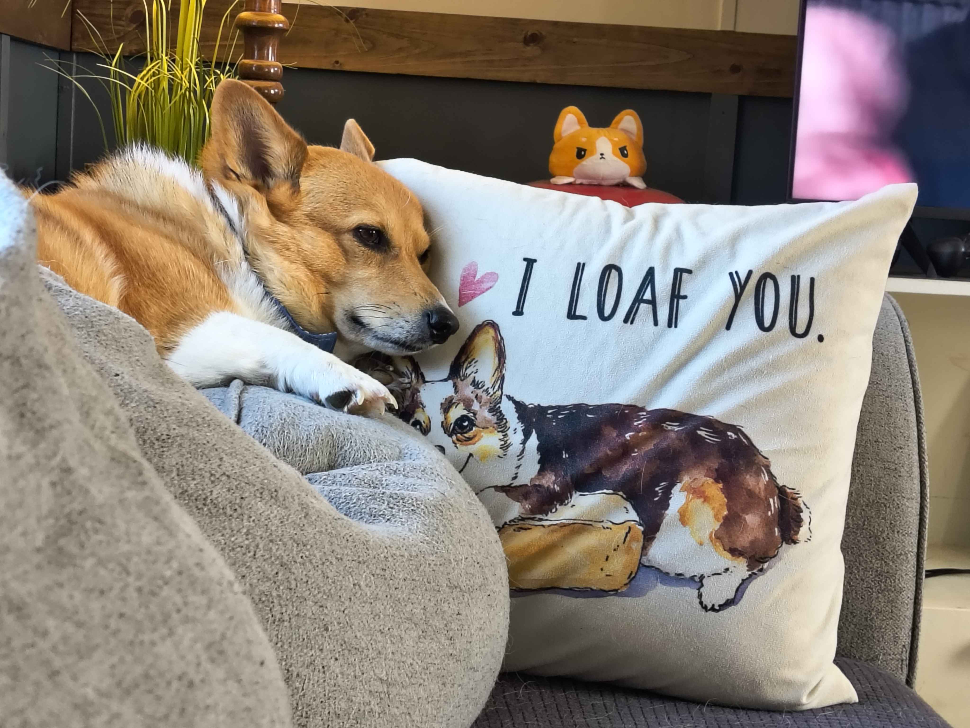 Corgi picture