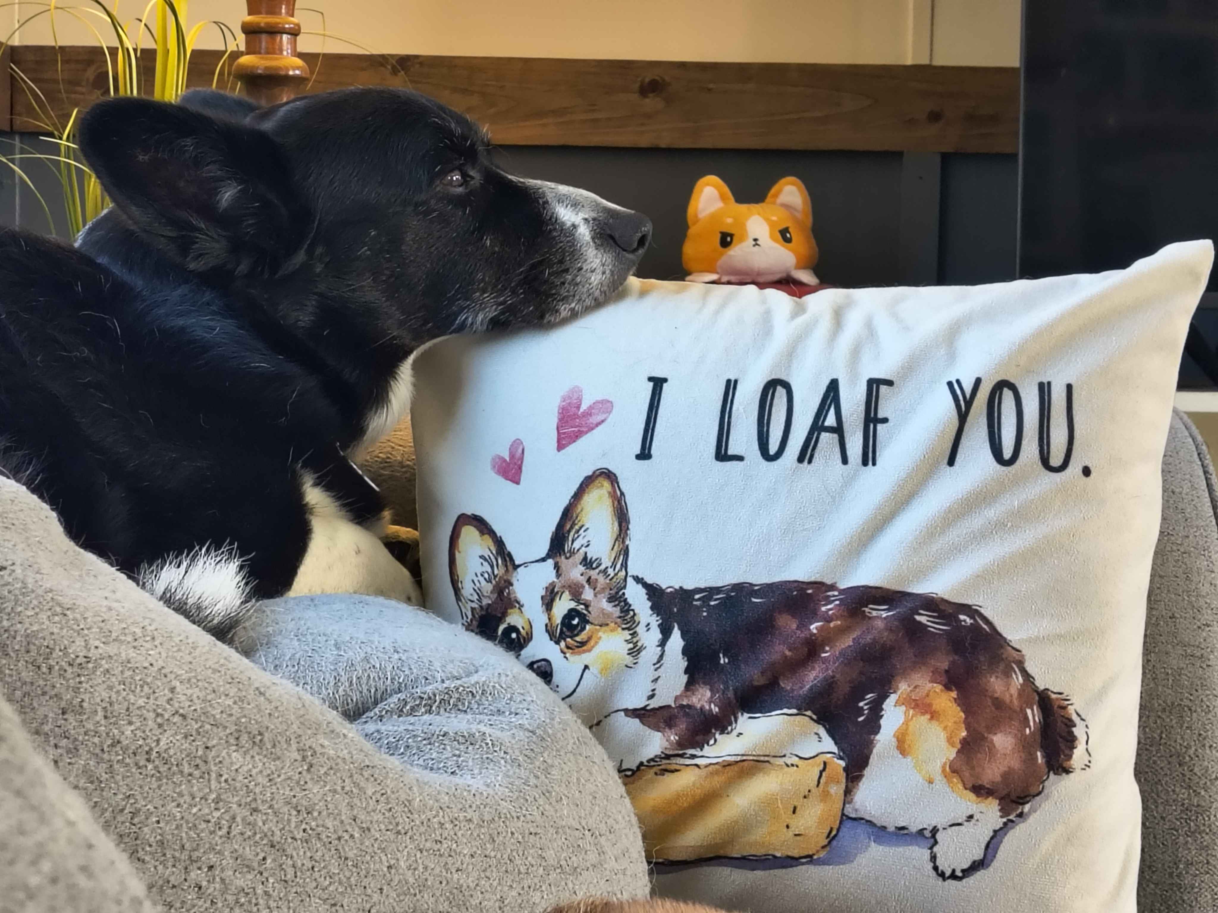 Corgi picture