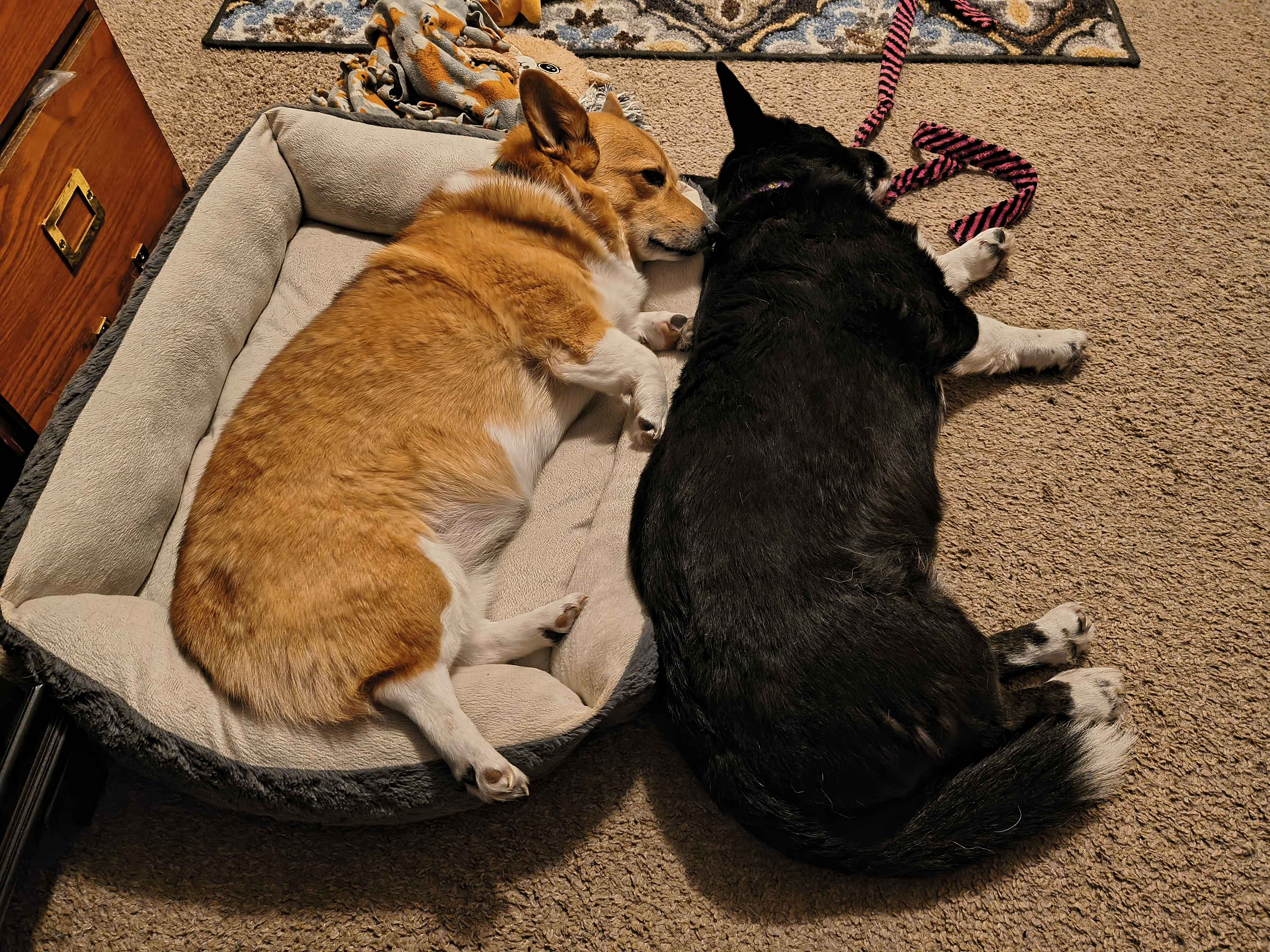 Corgi picture