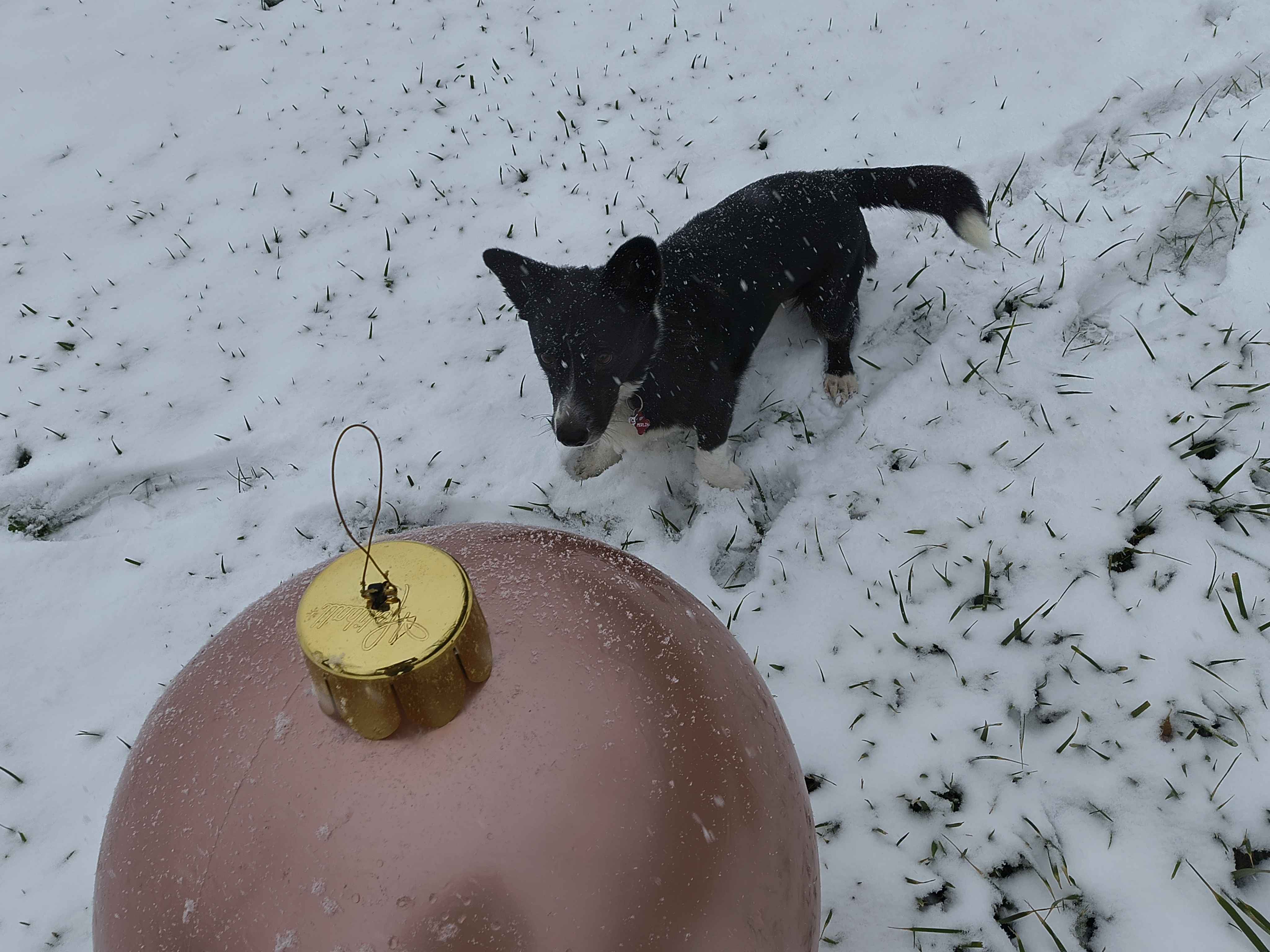 Corgi picture
