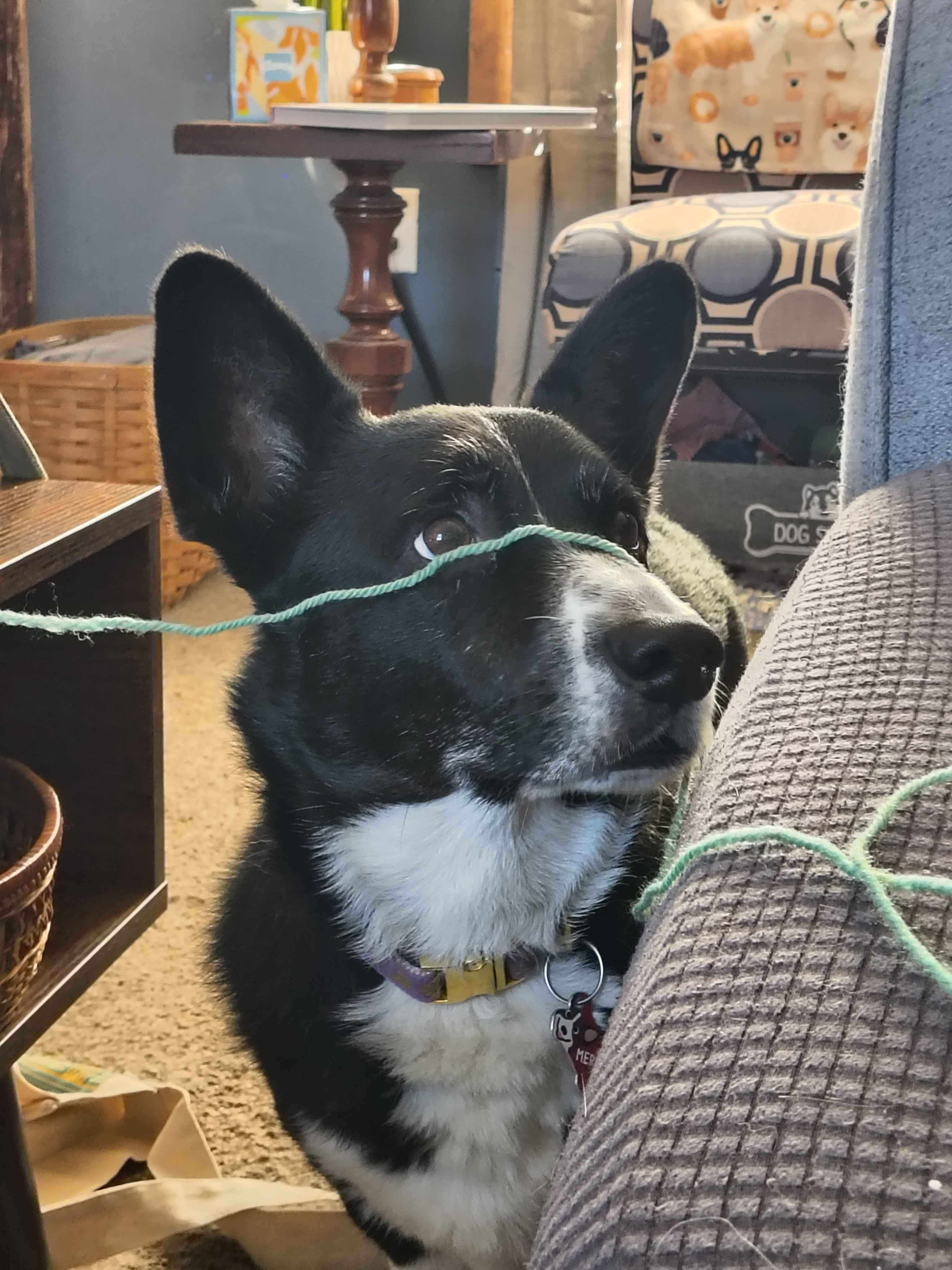 Corgi picture