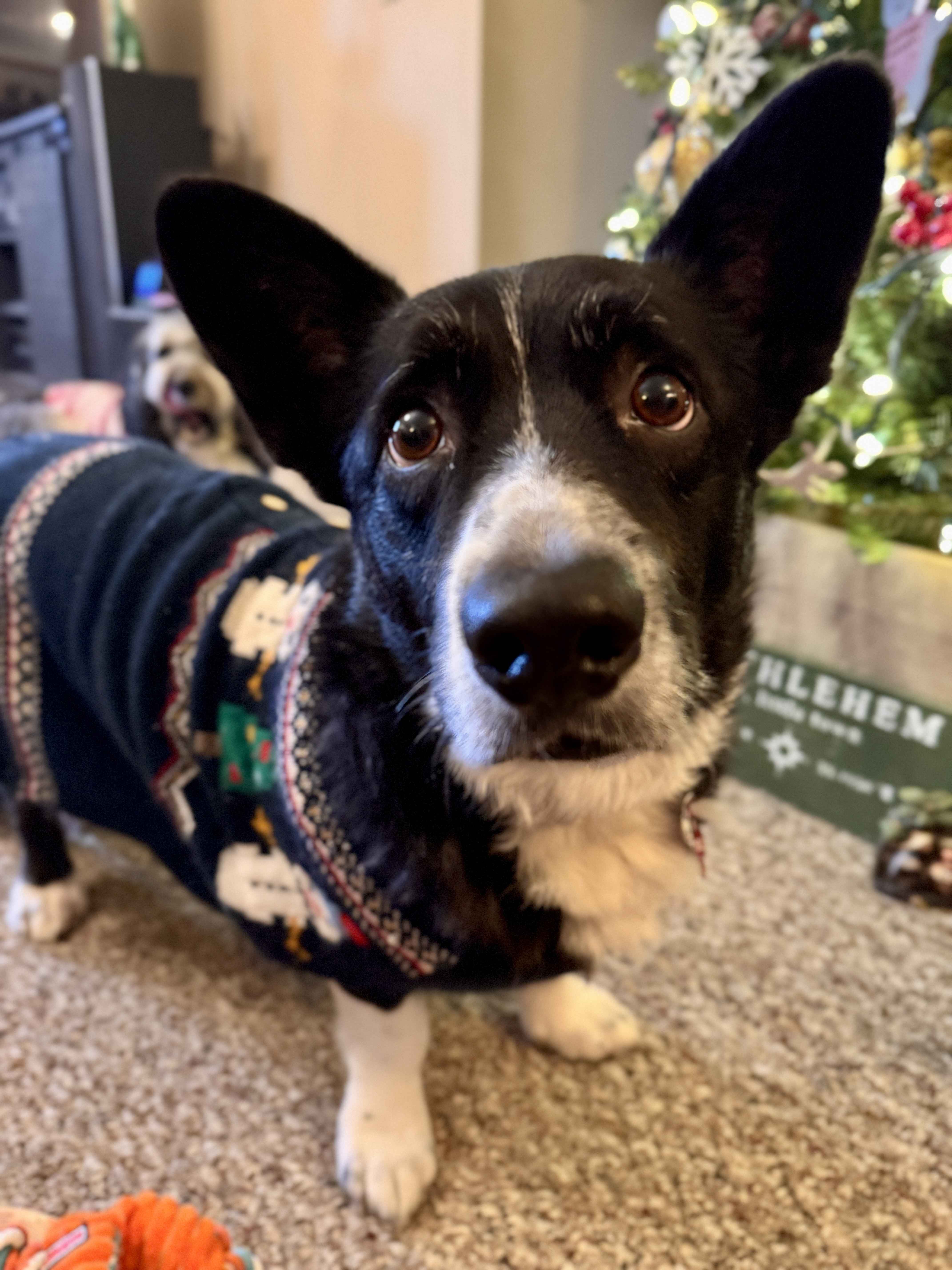 Corgi picture