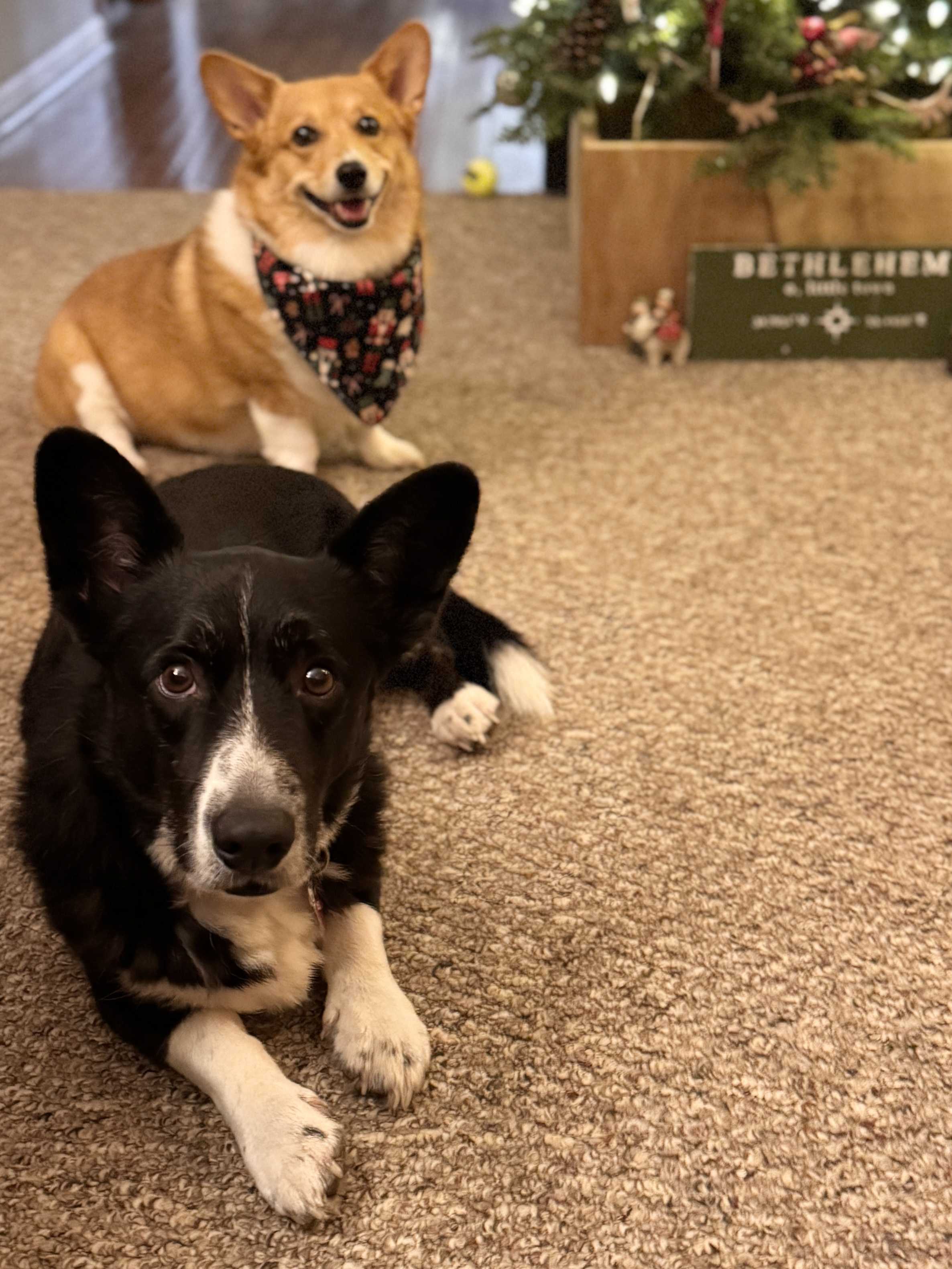 Corgi picture