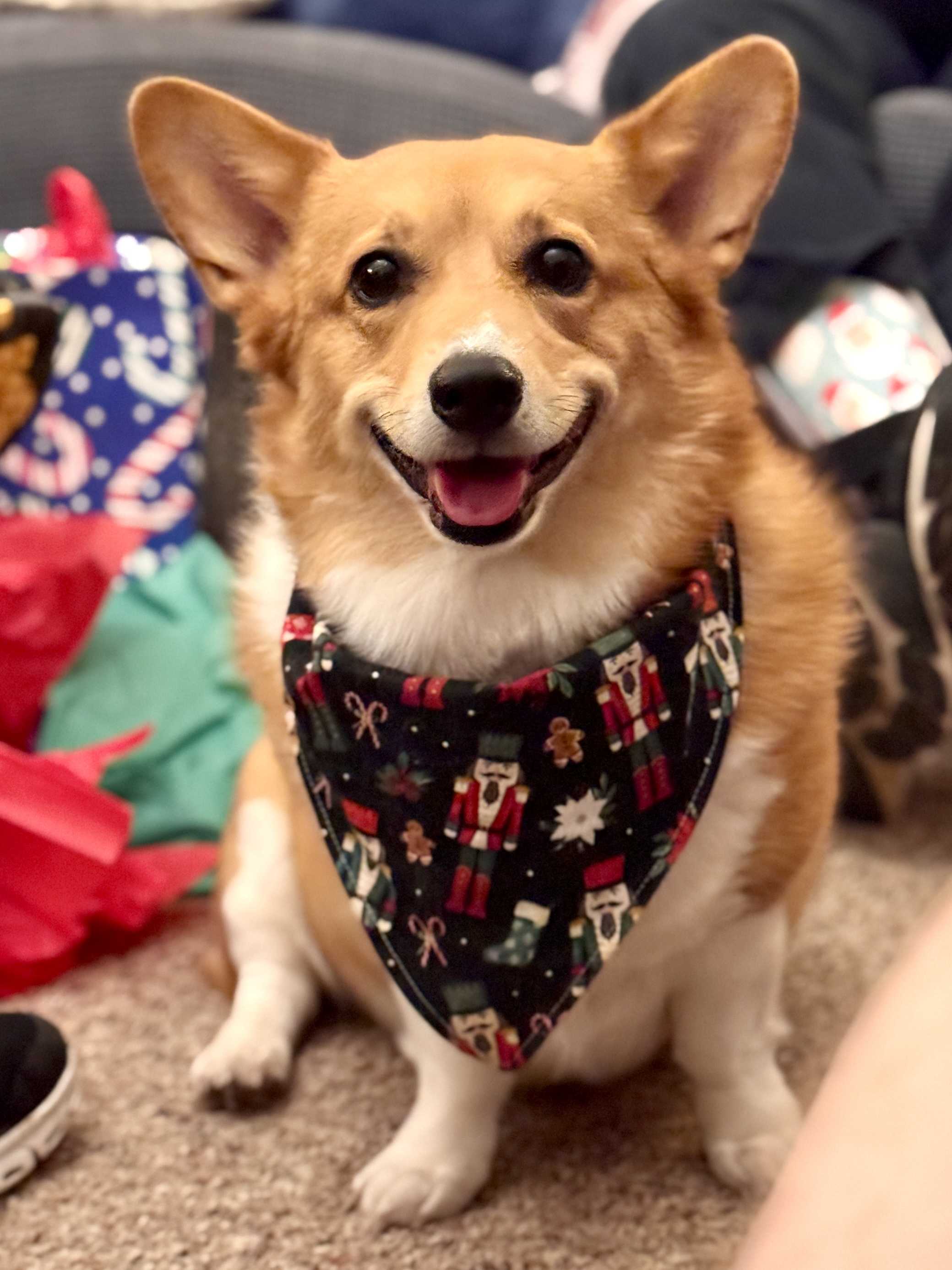 Corgi picture
