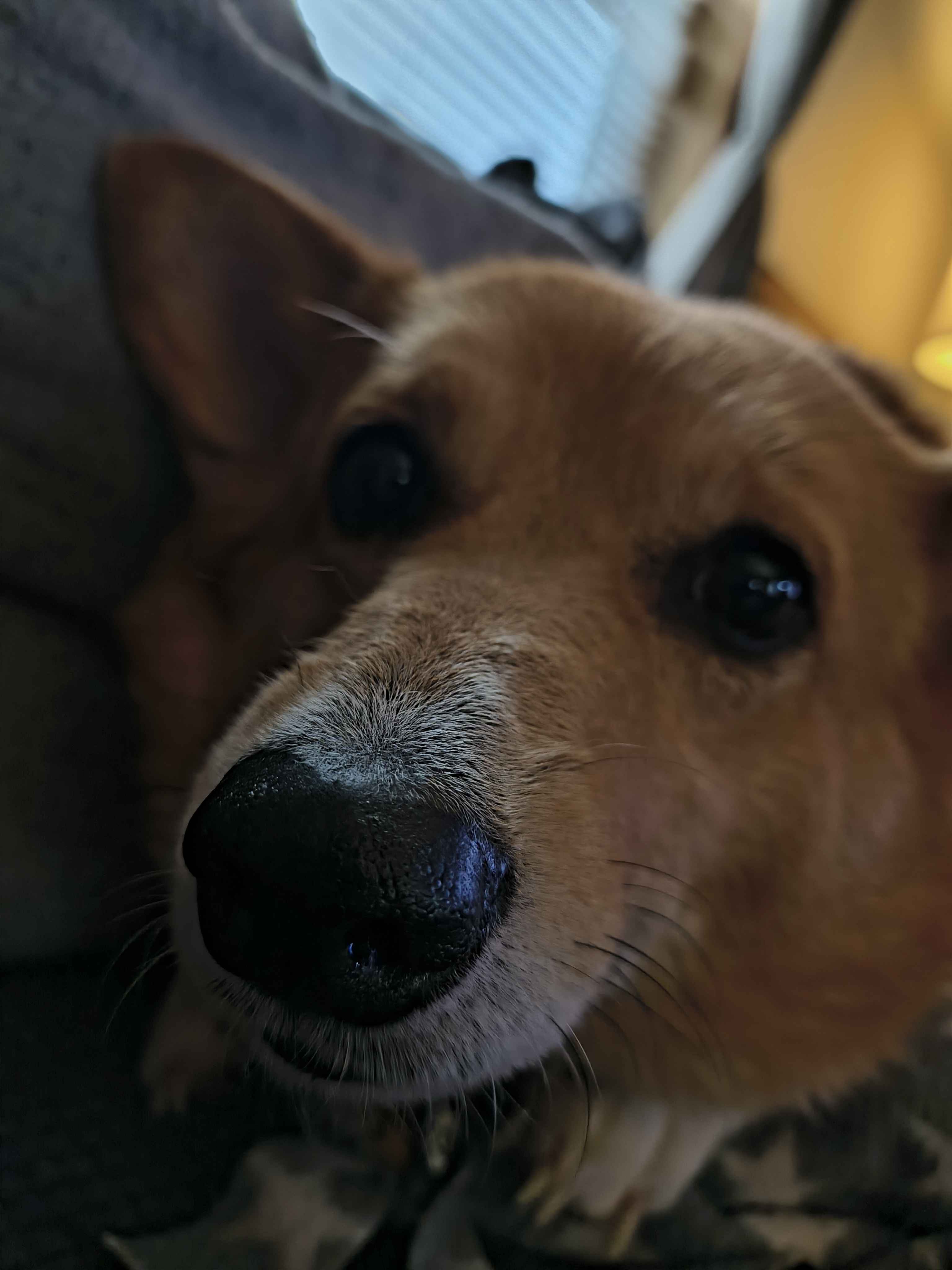 Corgi picture