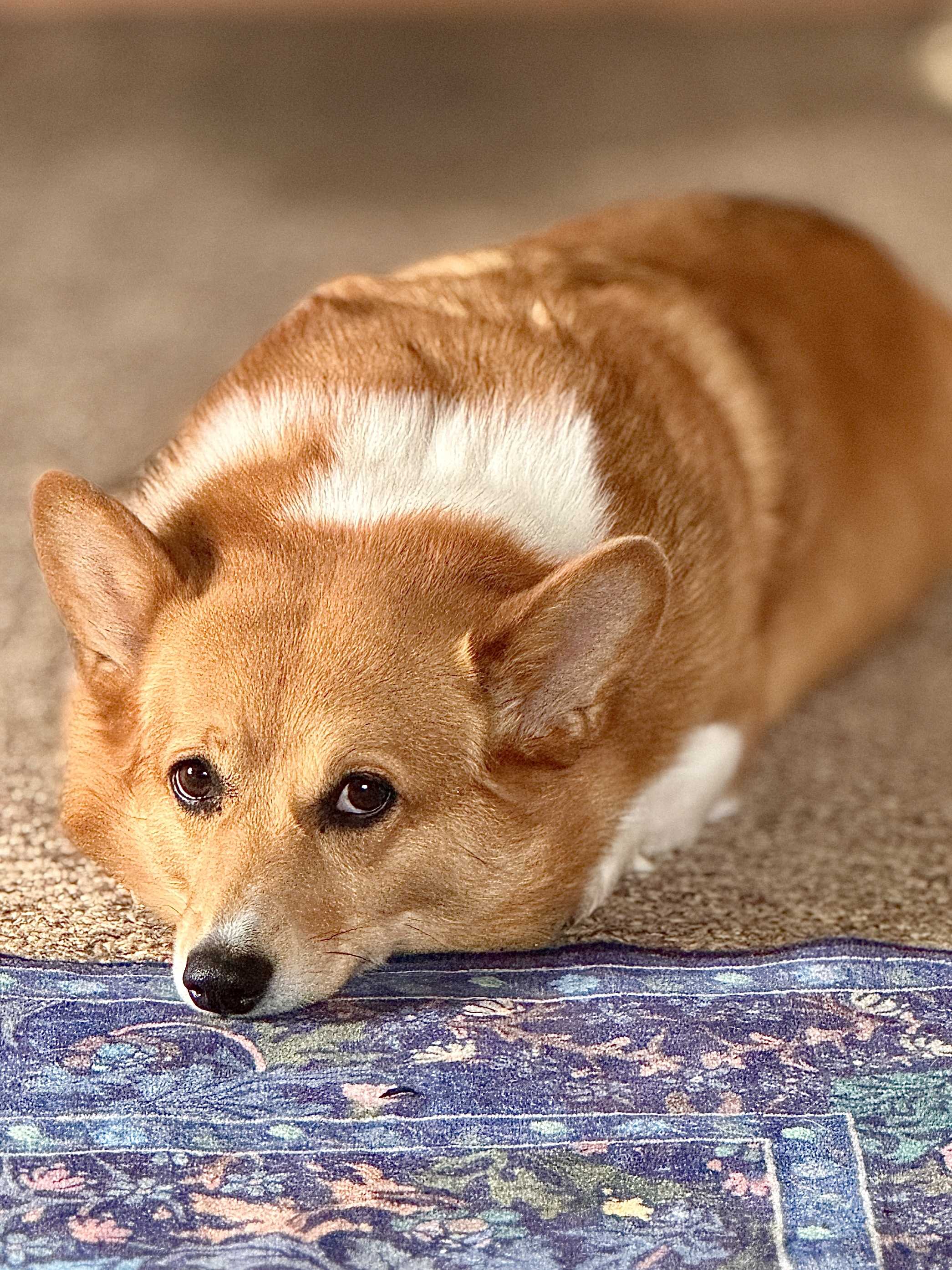 Corgi picture