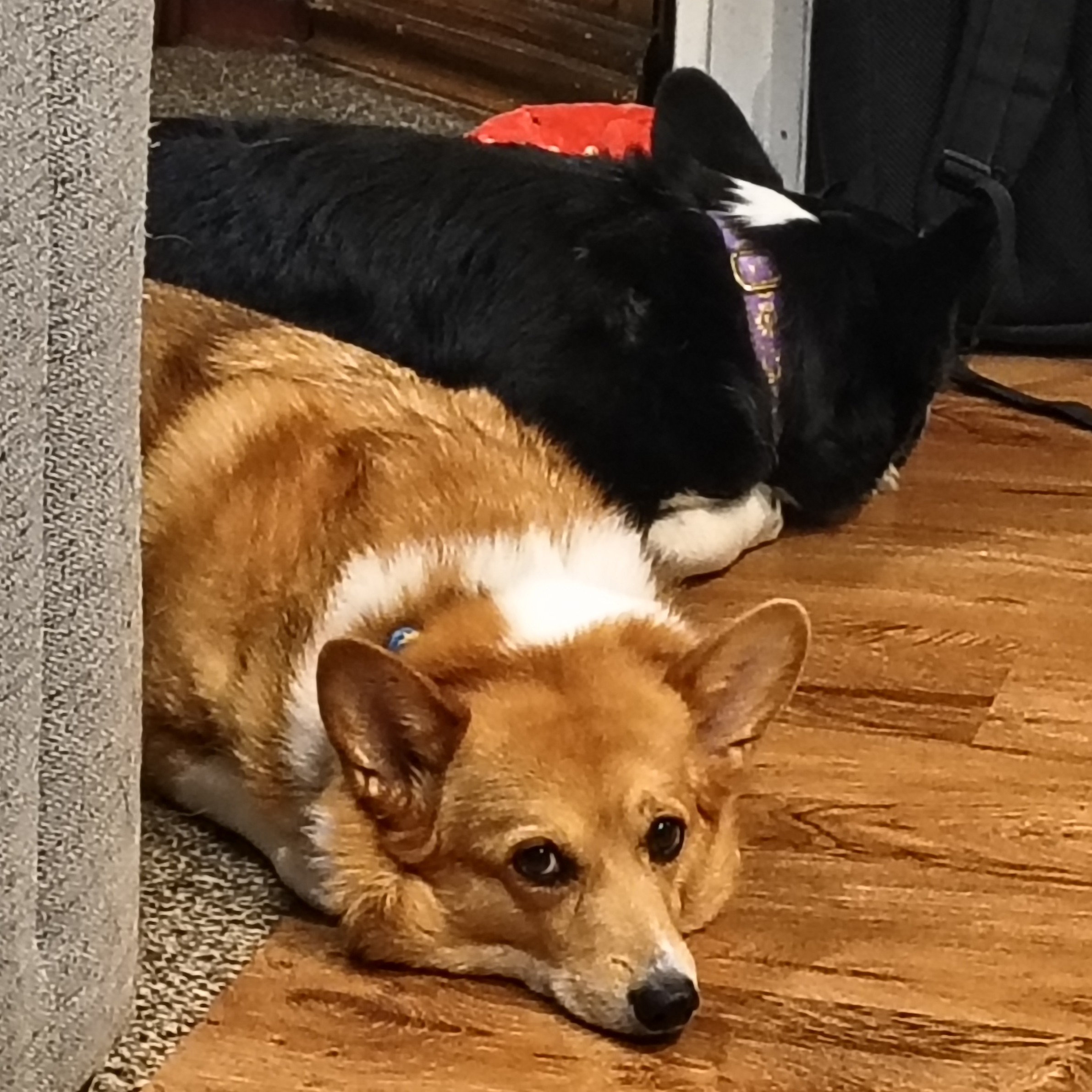 Corgi picture