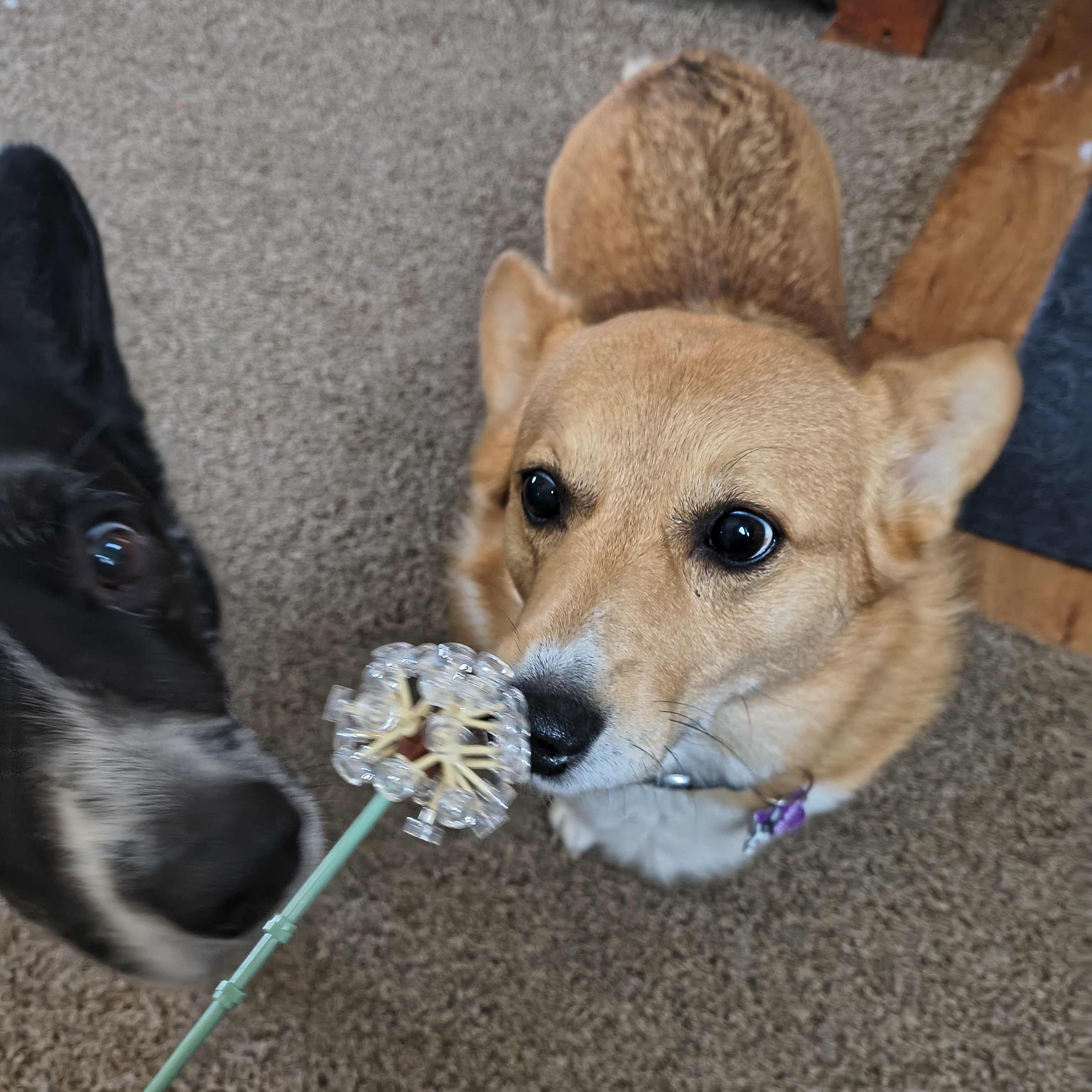 Corgi picture