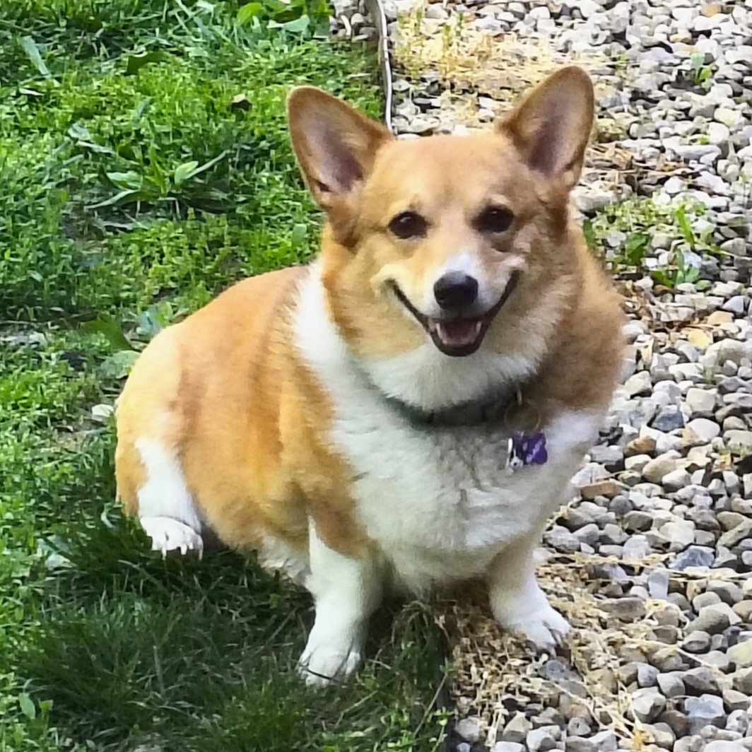 Corgi picture