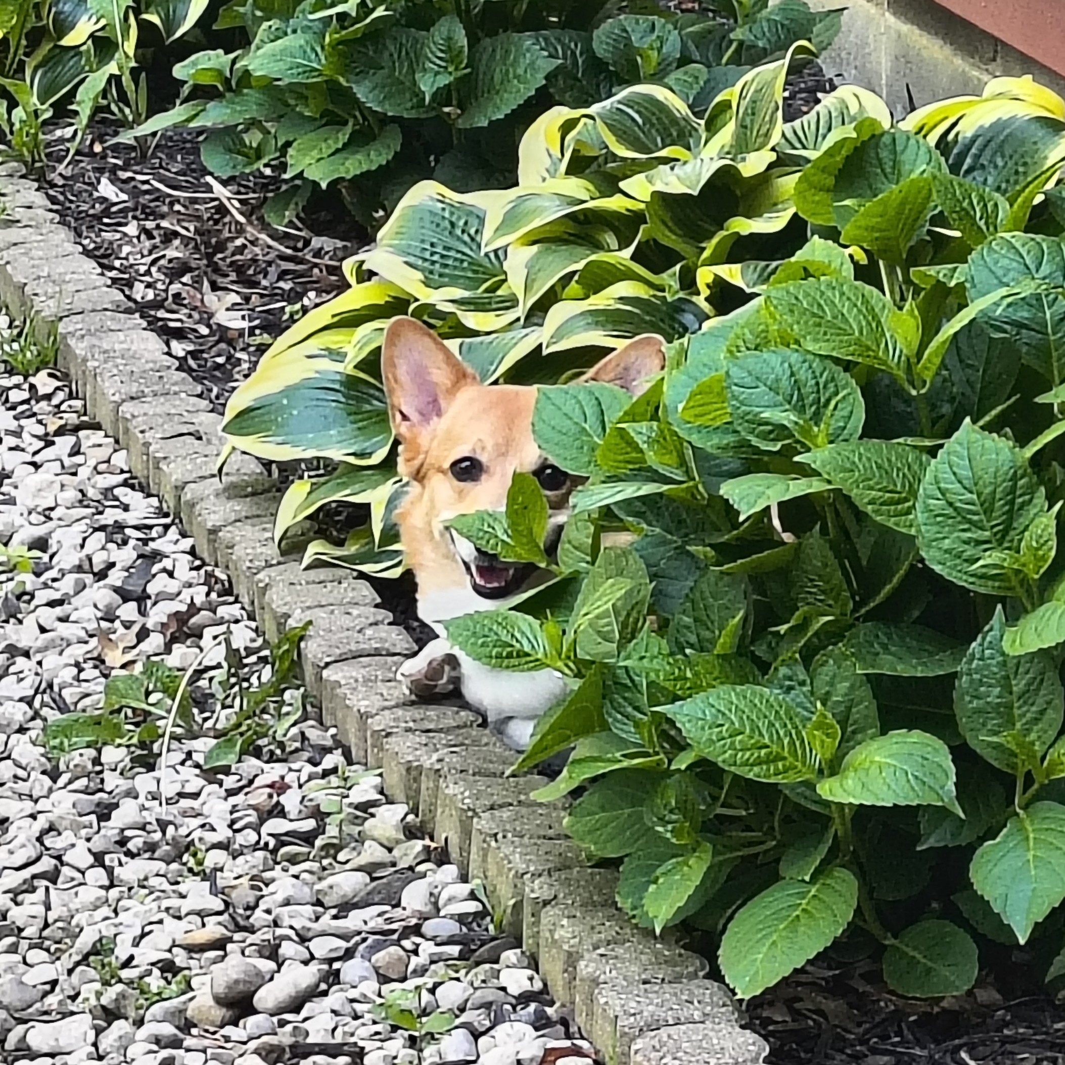 Corgi picture