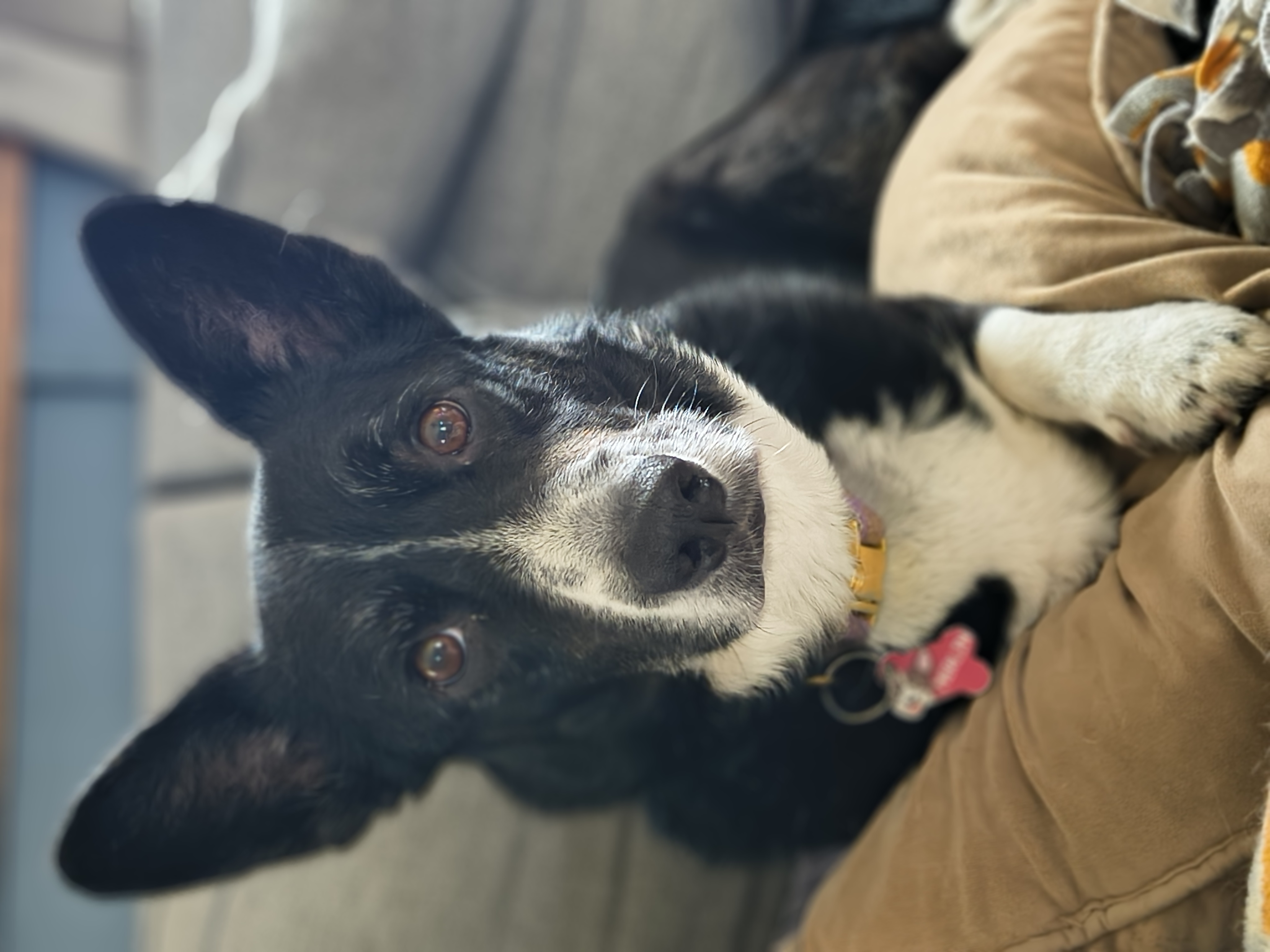 Corgi picture