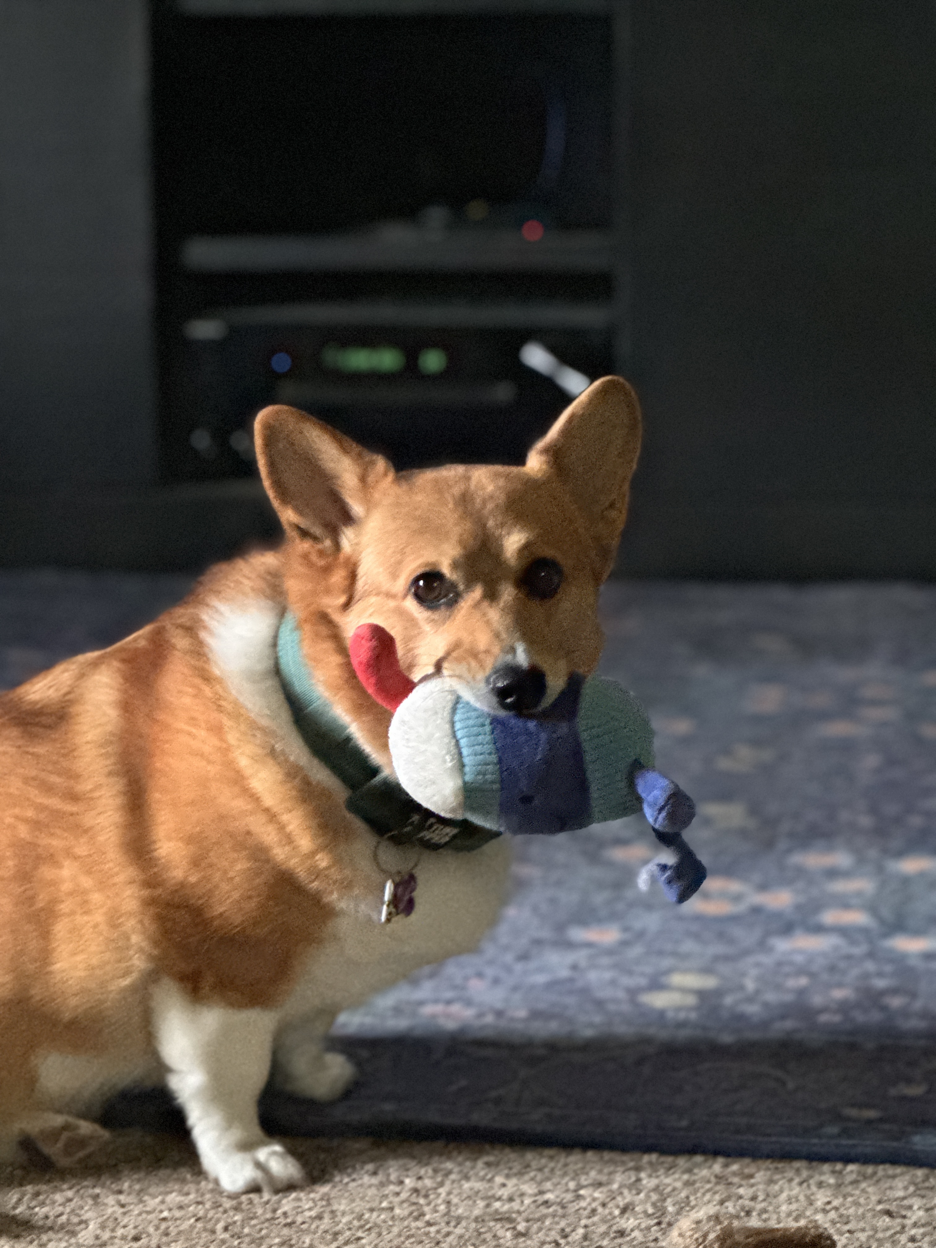 Corgi picture