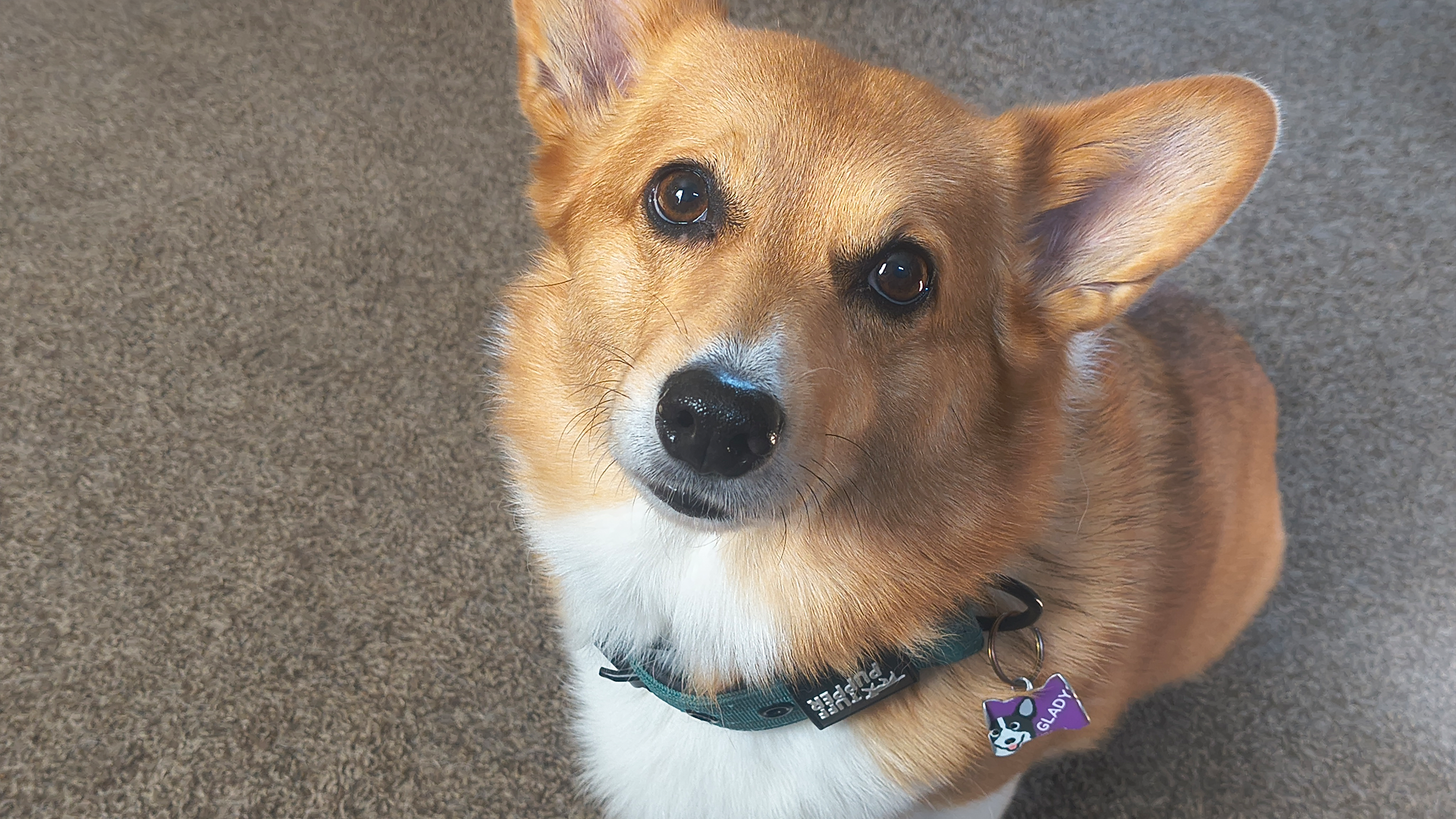 Happy Seventh Birthday Gladys!